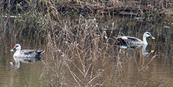 Anas poecilorhyncha (Indian Spot‑billed Duck)
